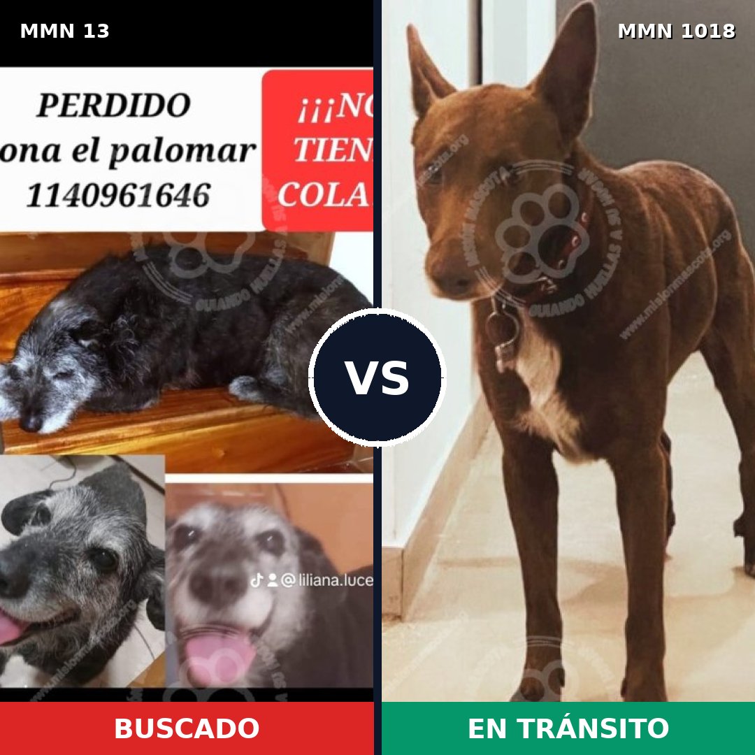 Comparativa MMS 16222: mascota perdida y mascota encontrada, 62% de similitud