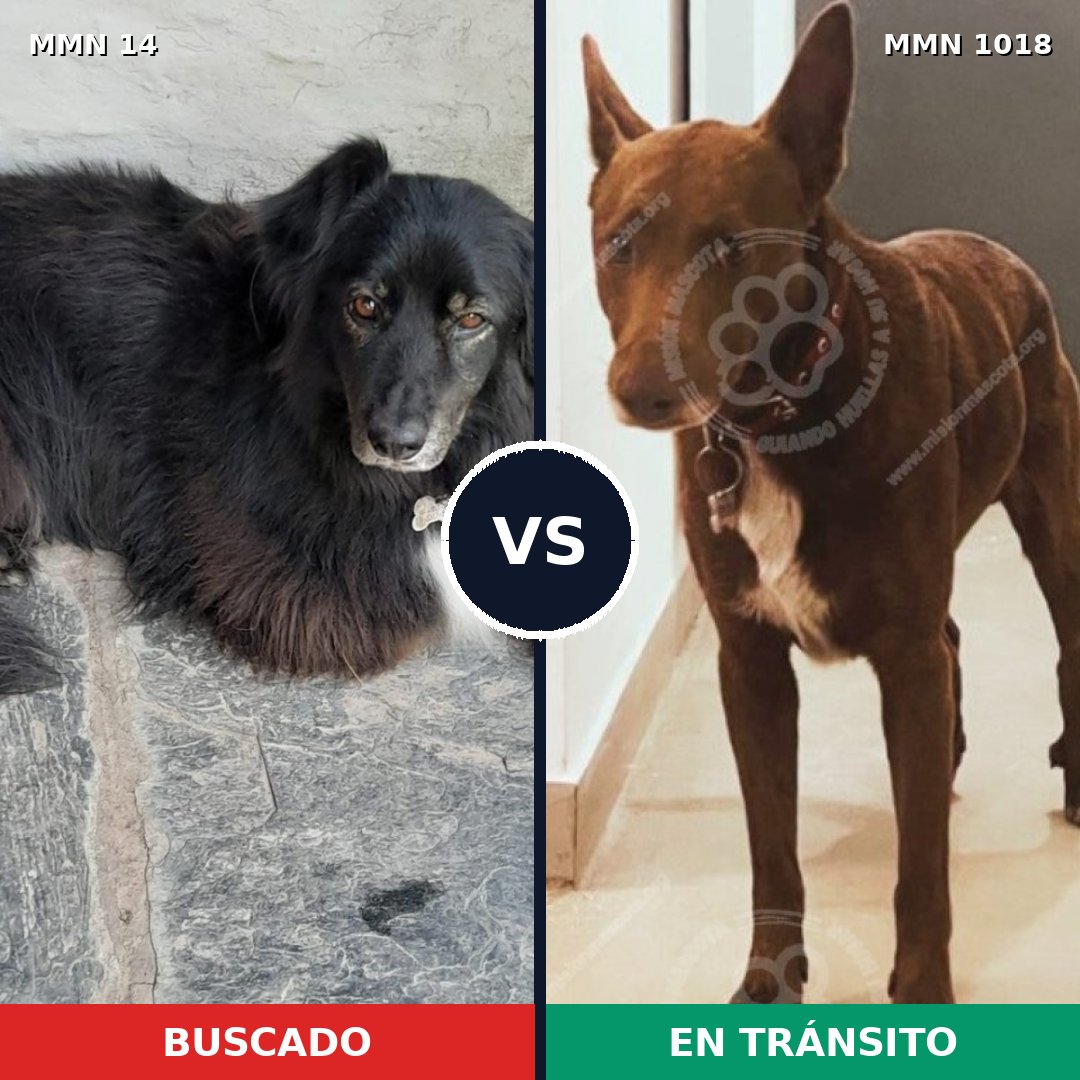 Comparativa MMS 16223: mascota perdida y mascota encontrada, 59% de similitud