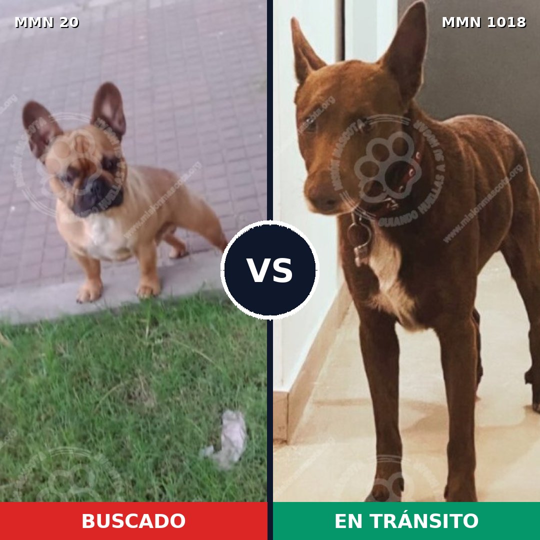 Comparativa MMS 16225: mascota perdida y mascota encontrada, 33% de similitud