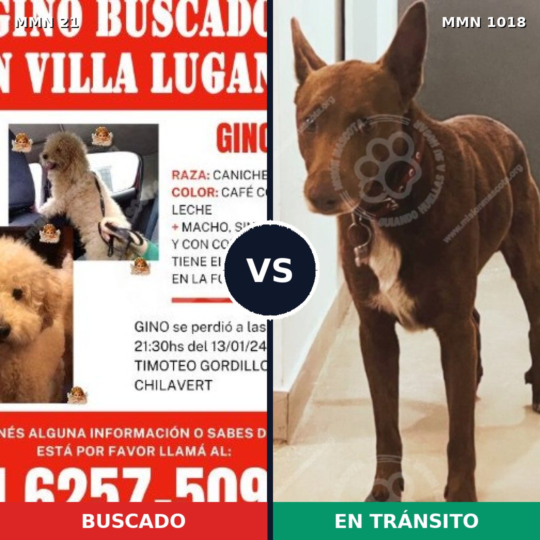 Comparativa MMS 16226: mascota perdida y mascota encontrada, 35% de similitud