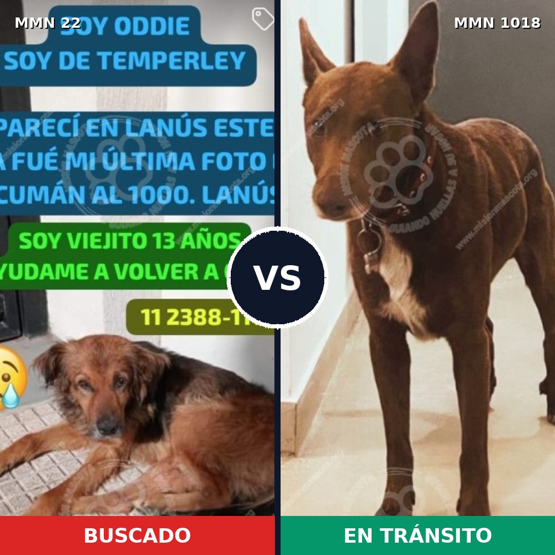 Comparativa MMS 16227: mascota perdida y mascota encontrada, 59% de similitud