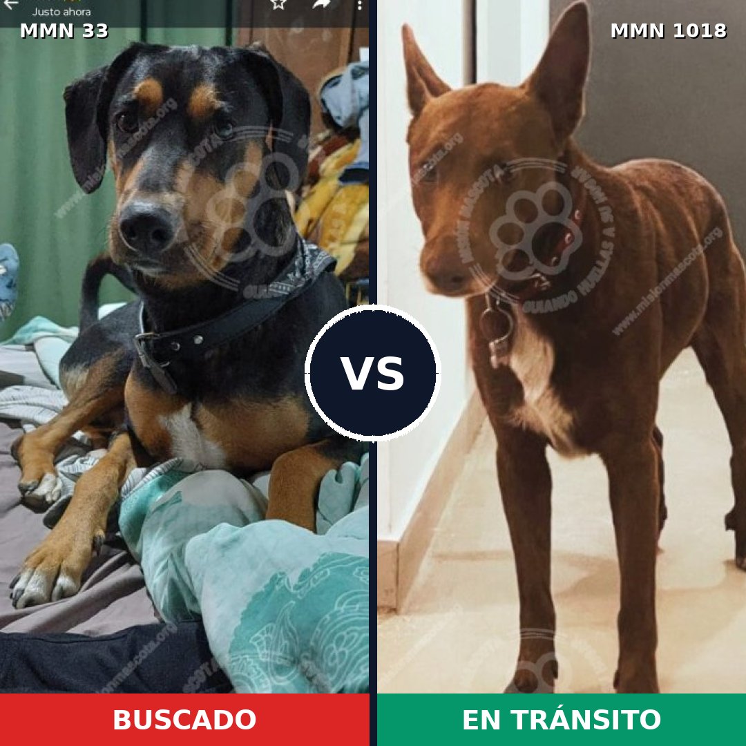 Comparativa MMS 16228: mascota perdida y mascota encontrada, 57% de similitud