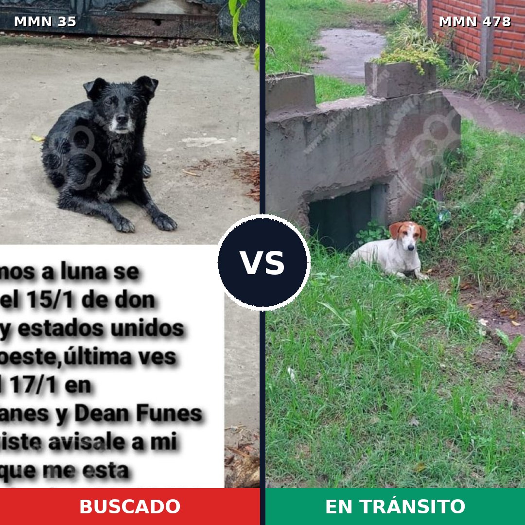 Comparativa MMS 1623: mascota perdida y mascota encontrada, 52% de similitud
