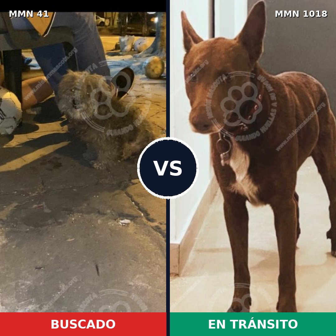 Comparativa MMS 16230: mascota perdida y mascota encontrada, 52% de similitud