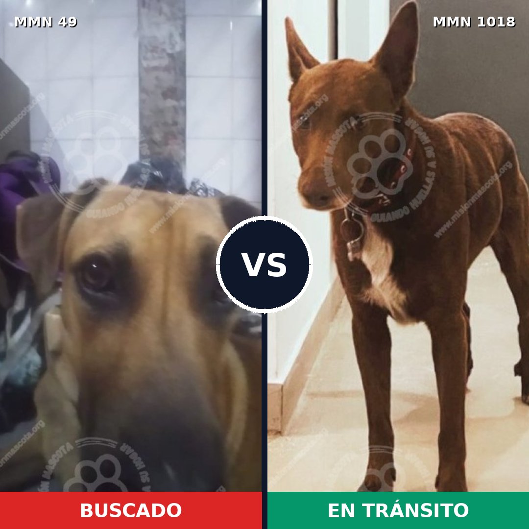 Comparativa MMS 16231: mascota perdida y mascota encontrada, 64% de similitud