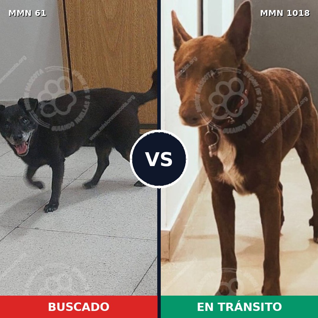 Comparativa MMS 16233: mascota perdida y mascota encontrada, 59% de similitud