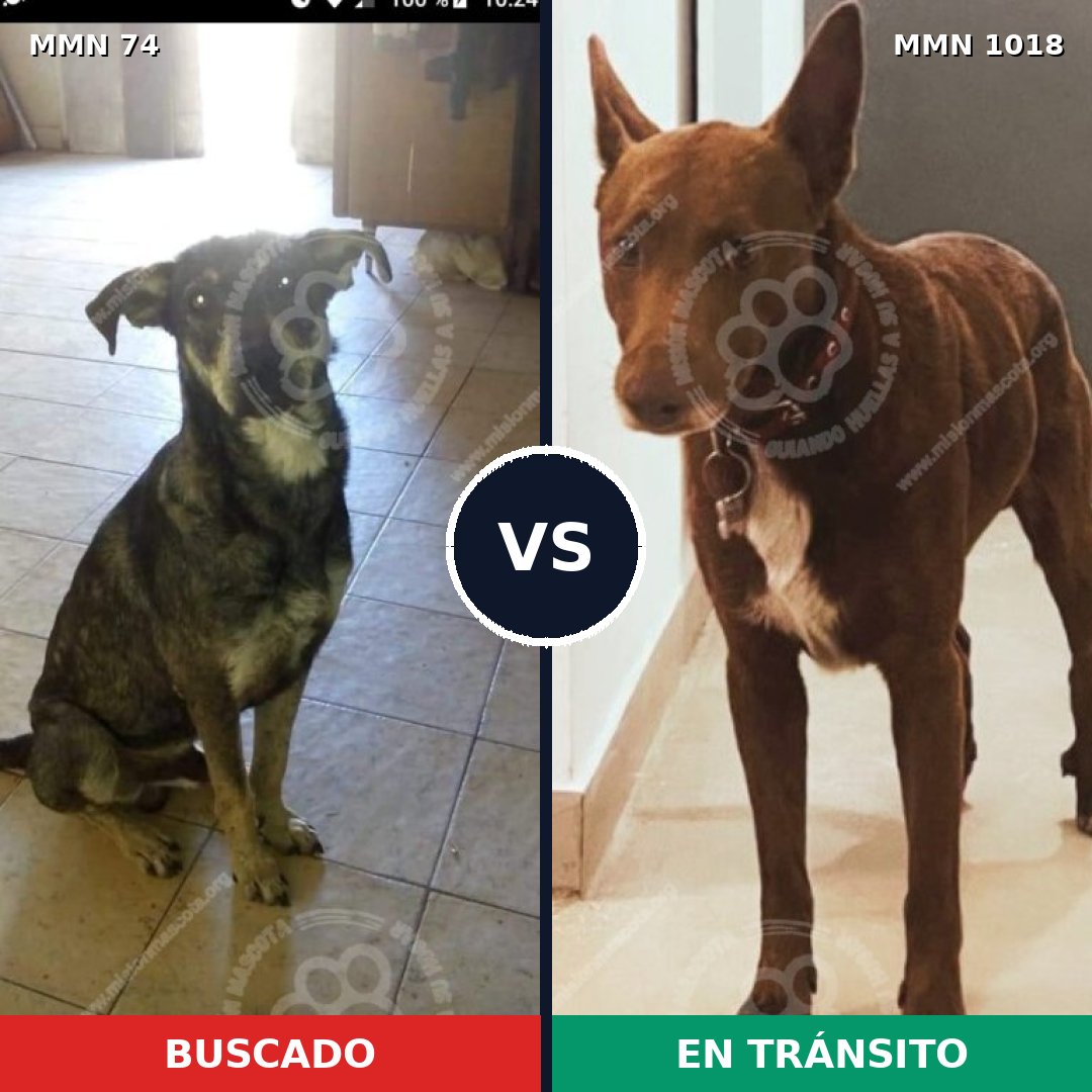 Comparativa MMS 16234: mascota perdida y mascota encontrada, 49% de similitud