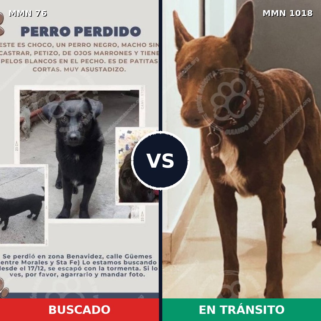 Comparativa MMS 16235: mascota perdida y mascota encontrada, 51% de similitud