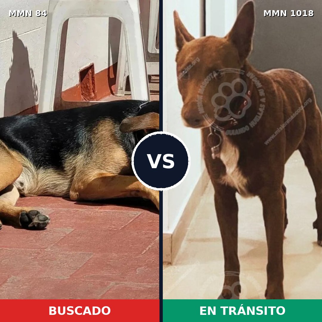 Comparativa MMS 16236: mascota perdida y mascota encontrada, 57% de similitud