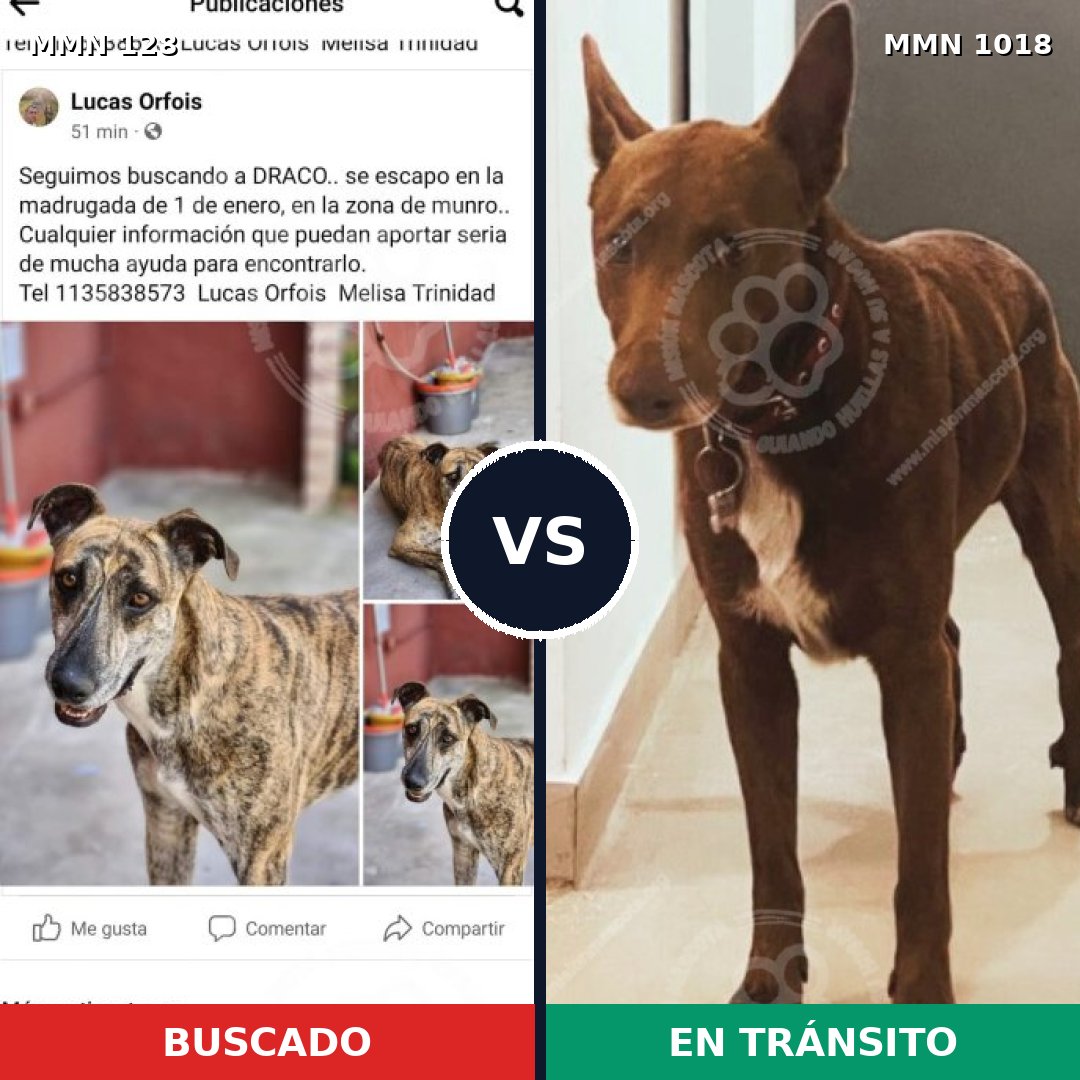 Comparativa MMS 16239: mascota perdida y mascota encontrada, 45% de similitud