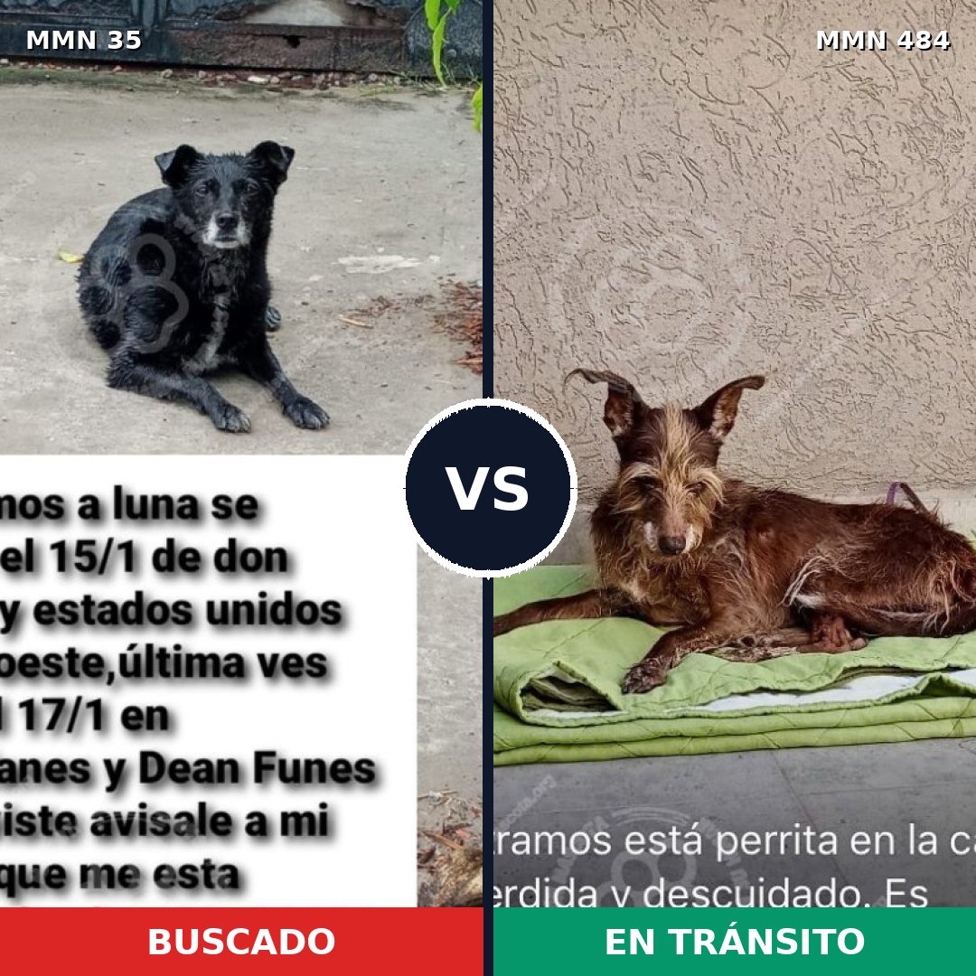 Comparativa MMS 1624: mascota perdida y mascota encontrada, 61% de similitud