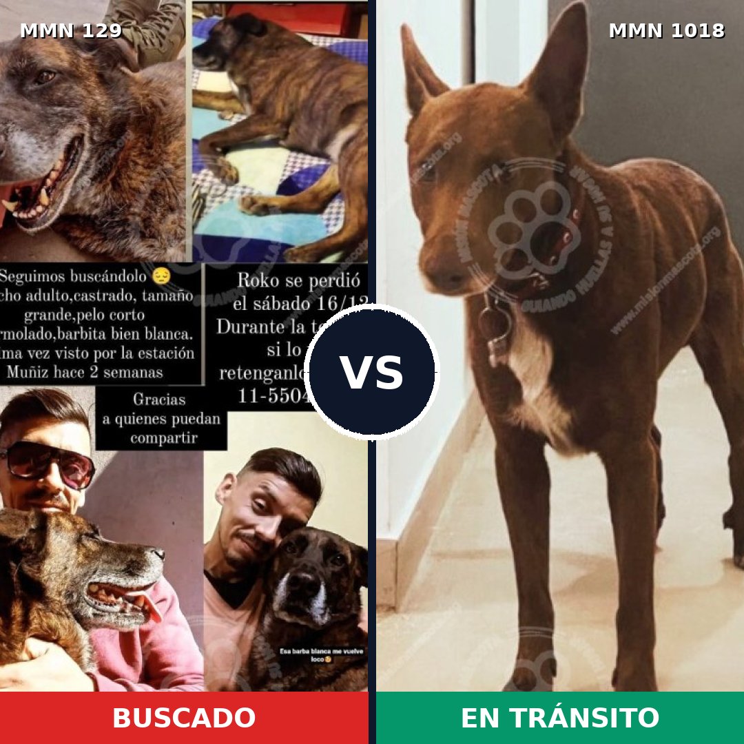 Comparativa MMS 16240: mascota perdida y mascota encontrada, 46% de similitud