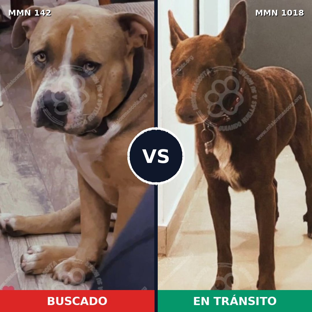Comparativa MMS 16241: mascota perdida y mascota encontrada, 35% de similitud