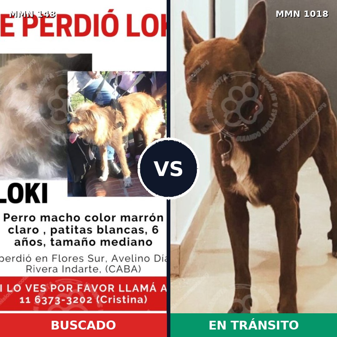 Comparativa MMS 16242: mascota perdida y mascota encontrada, 67% de similitud
