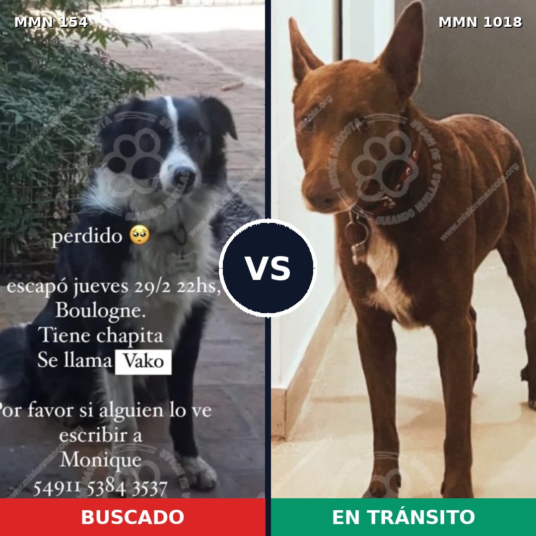 Comparativa MMS 16243: mascota perdida y mascota encontrada, 41% de similitud
