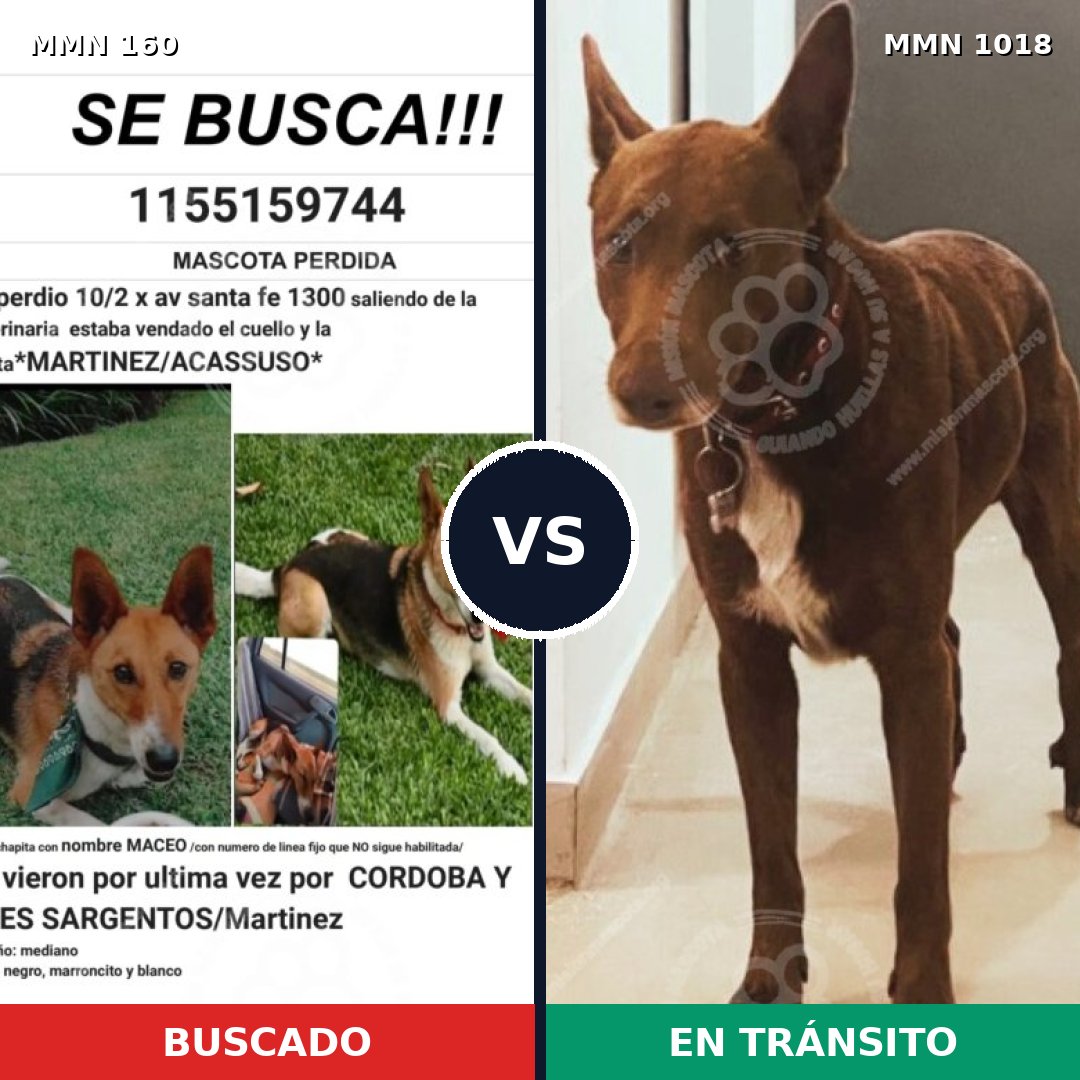 Comparativa MMS 16244: mascota perdida y mascota encontrada, 66% de similitud