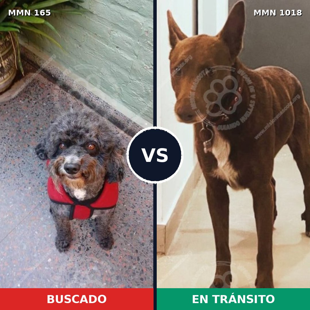 Comparativa MMS 16245: mascota perdida y mascota encontrada, 25% de similitud