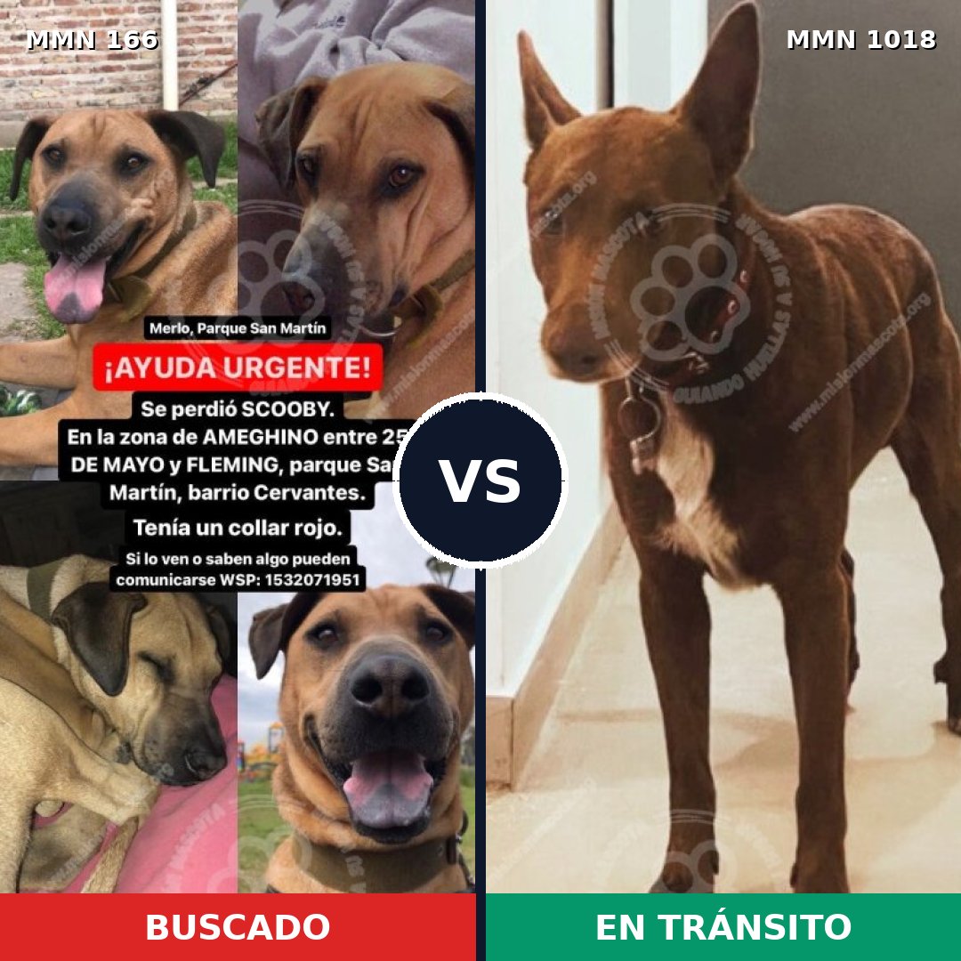 Comparativa MMS 16246: mascota perdida y mascota encontrada, 46% de similitud