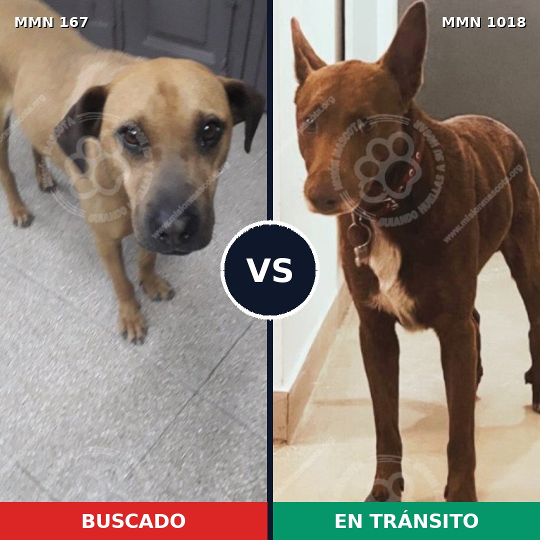 Comparativa MMS 16247: mascota perdida y mascota encontrada, 44% de similitud