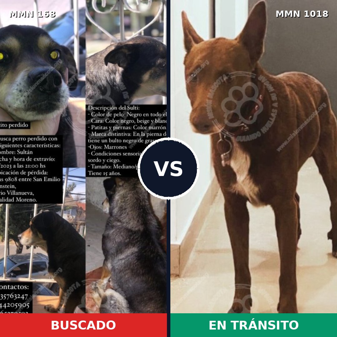Comparativa MMS 16248: mascota perdida y mascota encontrada, 65% de similitud