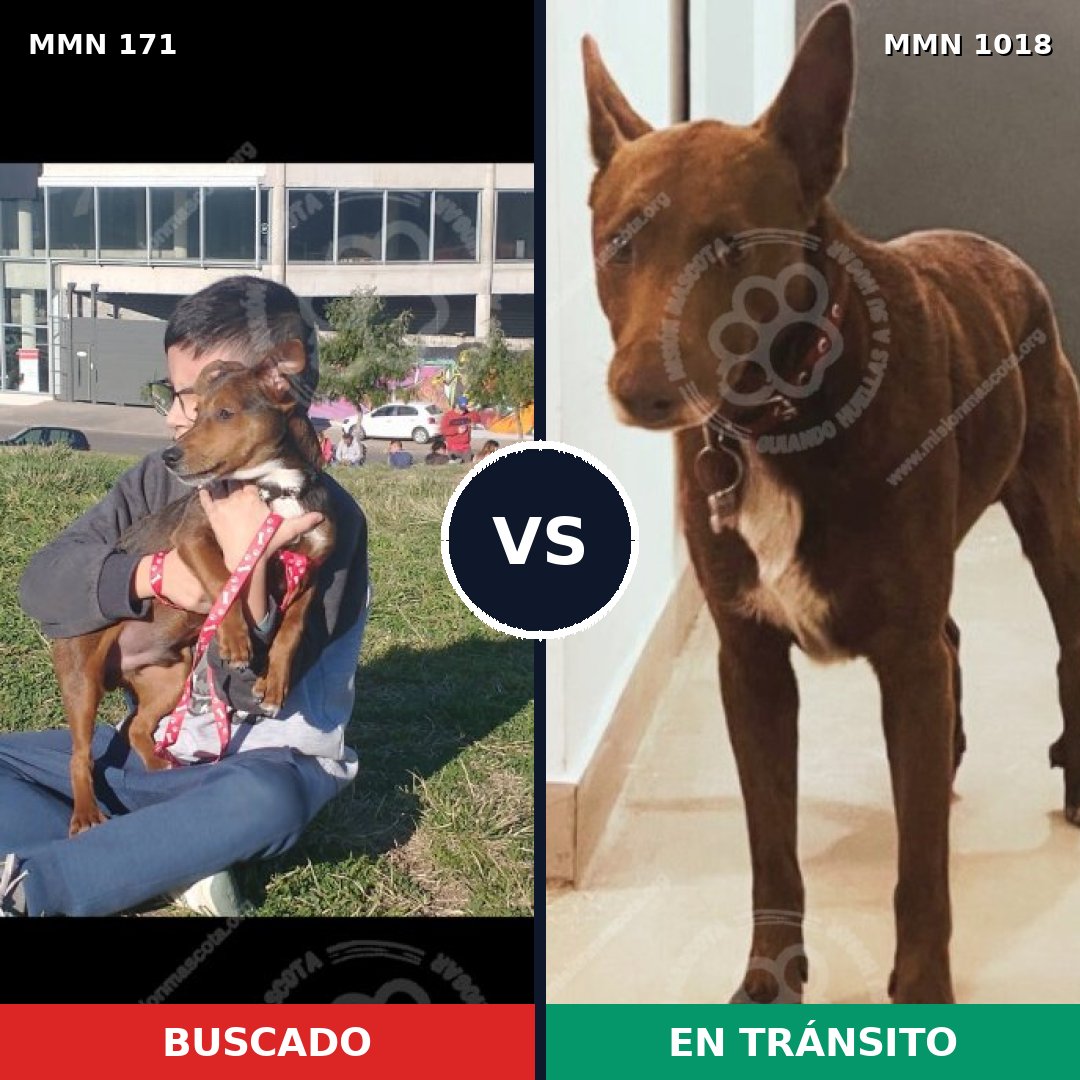 Comparativa MMS 16249: mascota perdida y mascota encontrada, 67% de similitud
