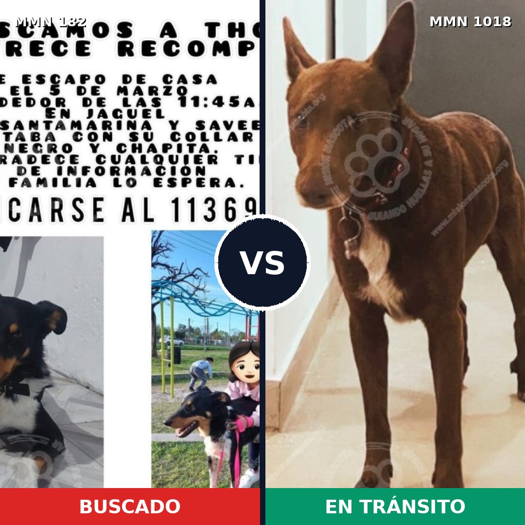 Comparativa MMS 16250: mascota perdida y mascota encontrada, 70% de similitud