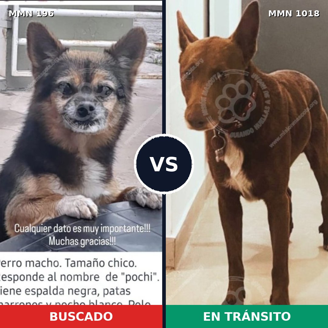 Comparativa MMS 16251: mascota perdida y mascota encontrada, 37% de similitud