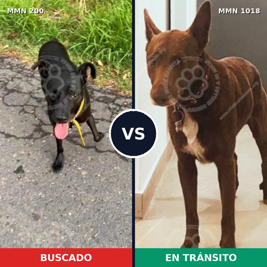 Comparativa MMS 16252: mascota perdida y mascota encontrada, 70% de similitud