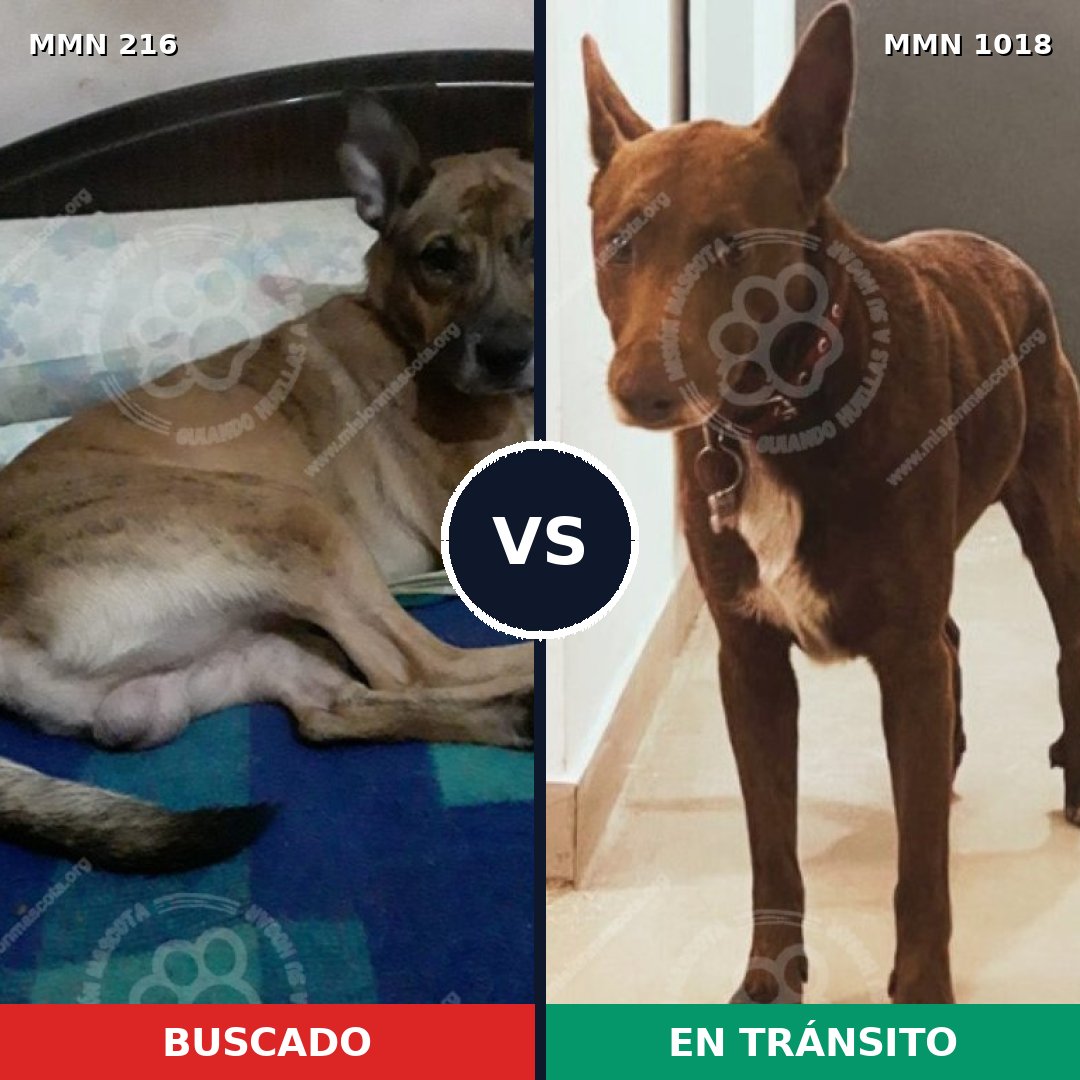 Comparativa MMS 16254: mascota perdida y mascota encontrada, 59% de similitud