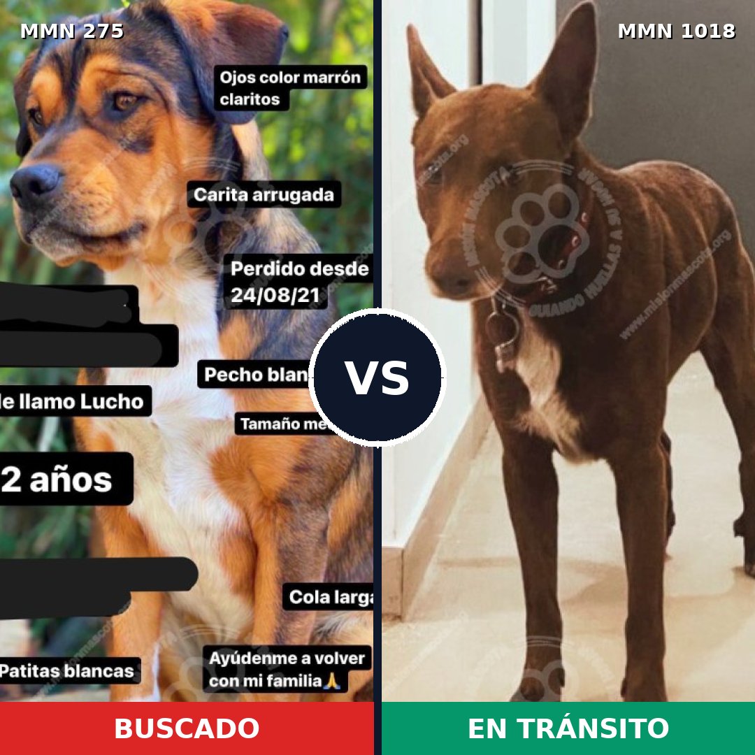 Comparativa MMS 16257: mascota perdida y mascota encontrada, 64% de similitud