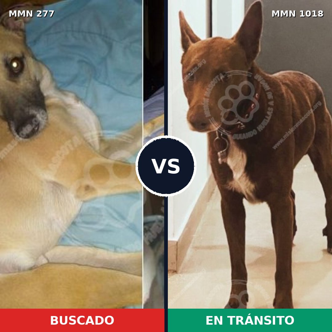 Comparativa MMS 16258: mascota perdida y mascota encontrada, 66% de similitud