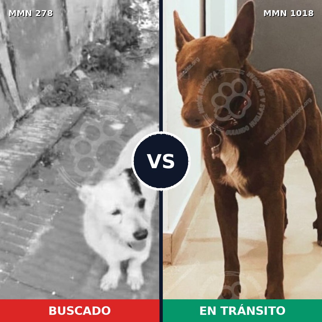Comparativa MMS 16259: mascota perdida y mascota encontrada, 47% de similitud