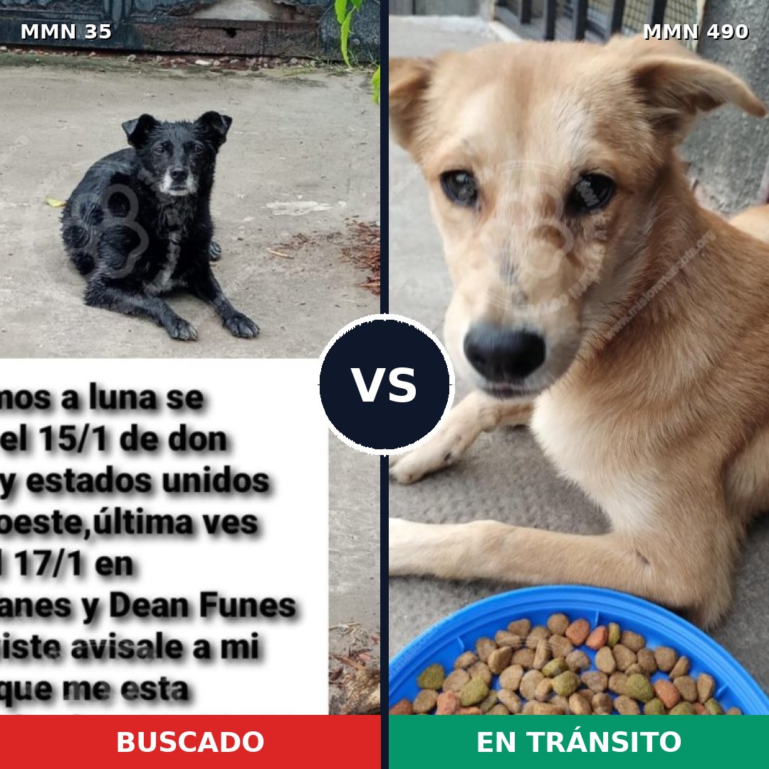 Comparativa MMS 1626: mascota perdida y mascota encontrada, 48% de similitud
