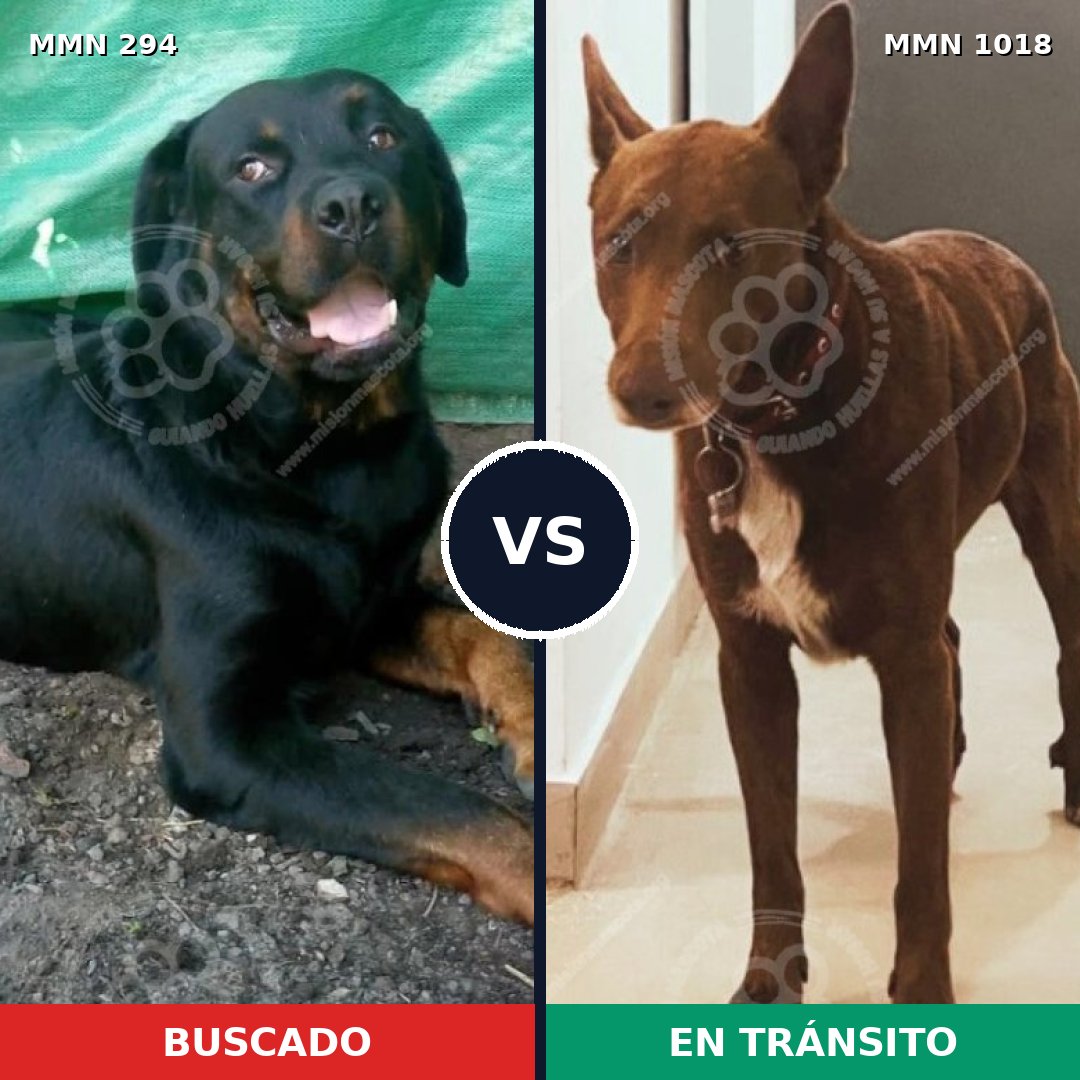 Comparativa MMS 16260: mascota perdida y mascota encontrada, 16% de similitud