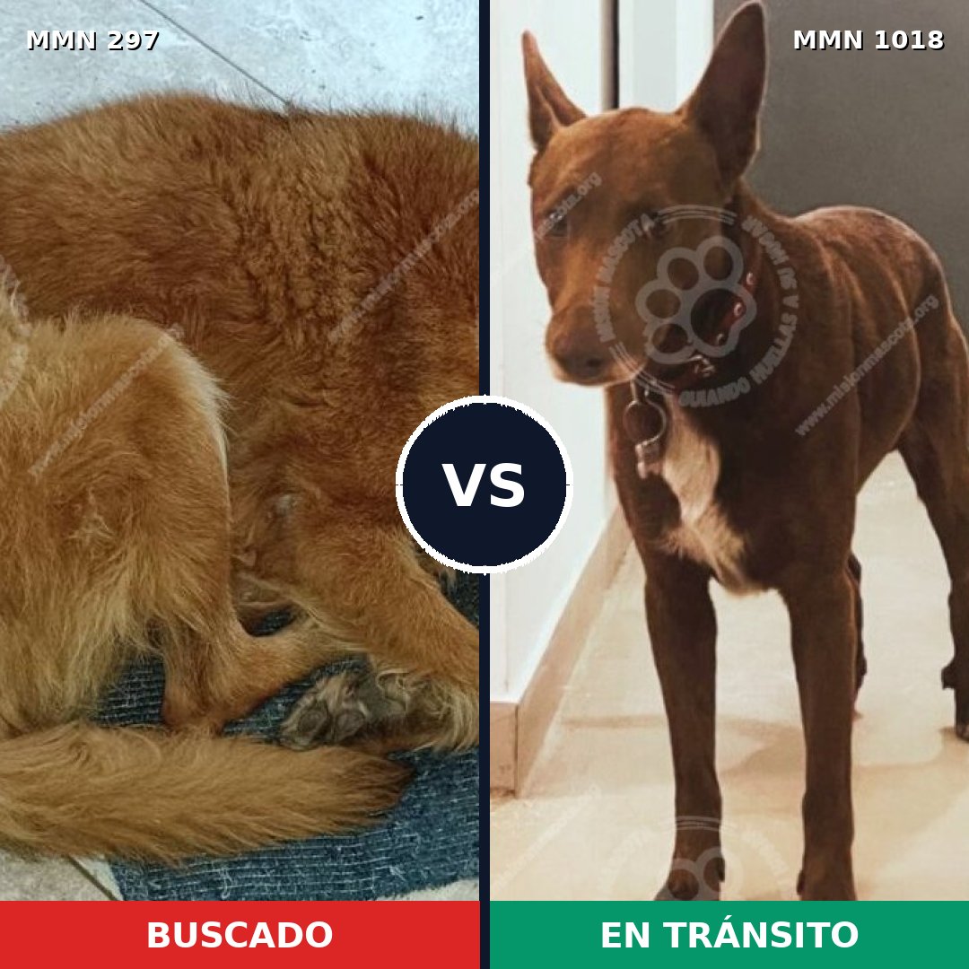 Comparativa MMS 16261: mascota perdida y mascota encontrada, 64% de similitud