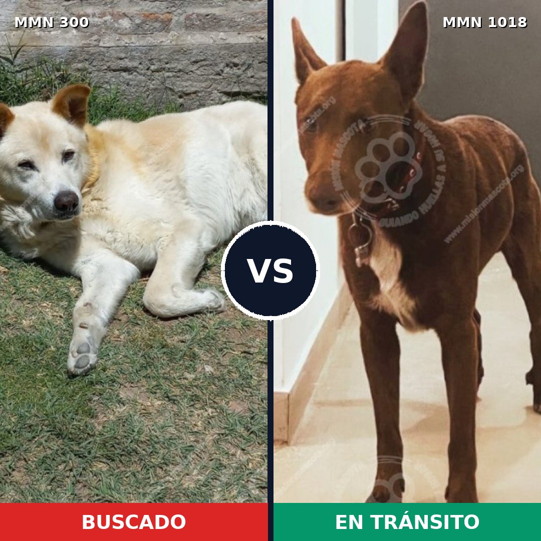 Comparativa MMS 16262: mascota perdida y mascota encontrada, 65% de similitud