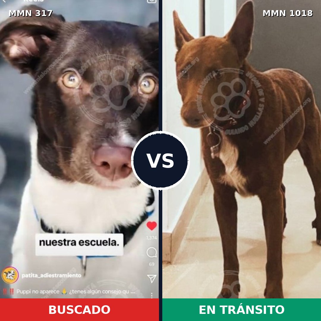 Comparativa MMS 16264: mascota perdida y mascota encontrada, 54% de similitud