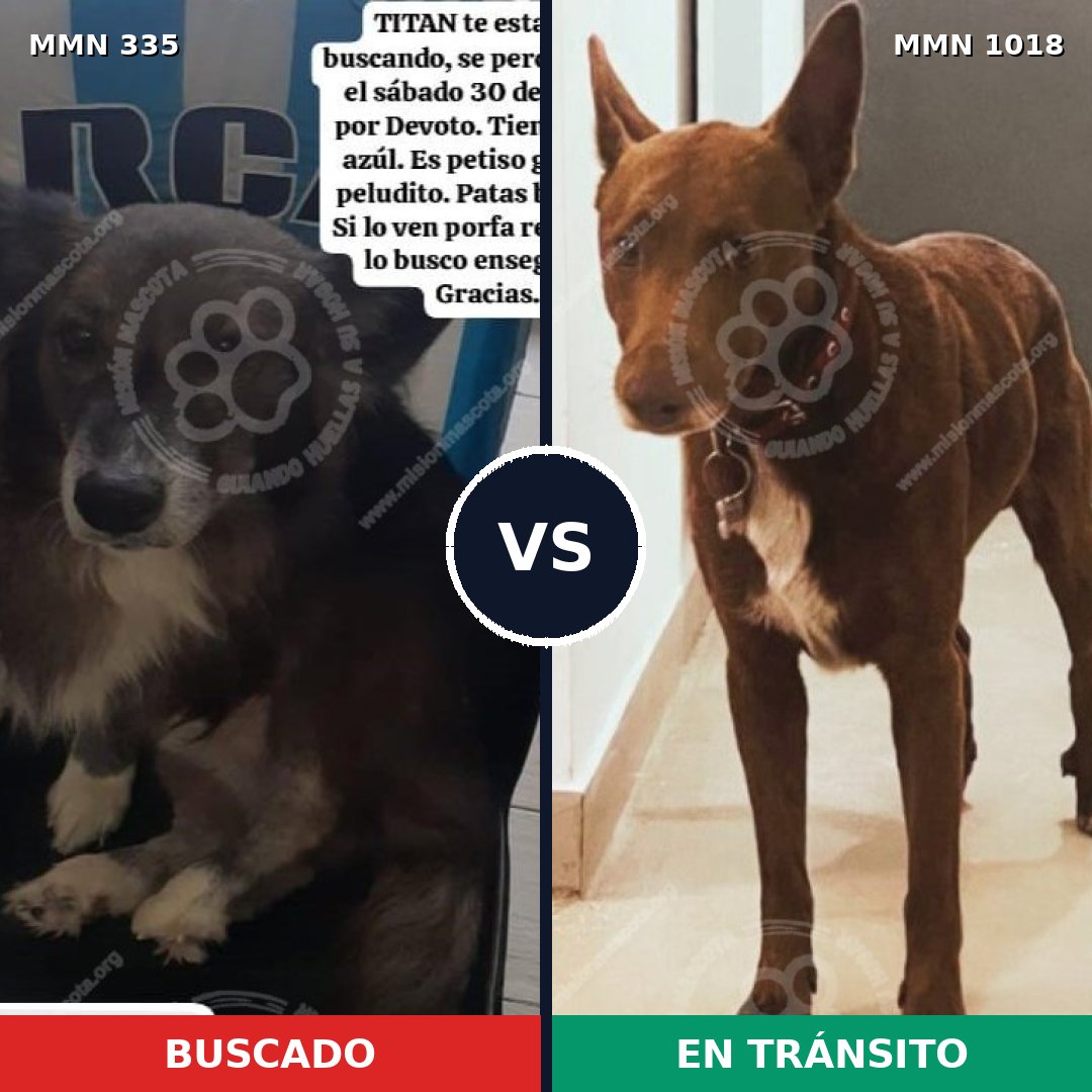 Comparativa MMS 16265: mascota perdida y mascota encontrada, 70% de similitud