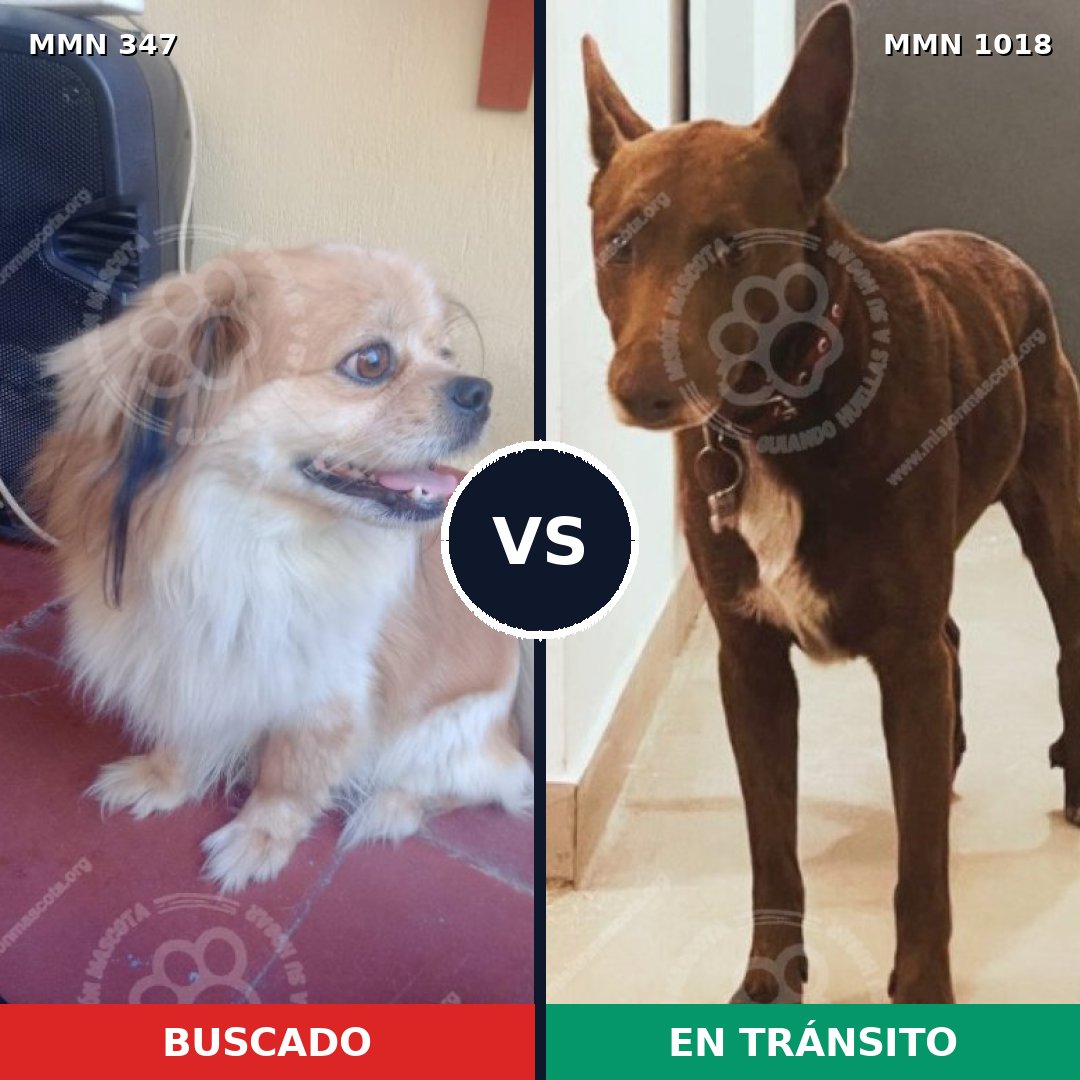 Comparativa MMS 16266: mascota perdida y mascota encontrada, 48% de similitud