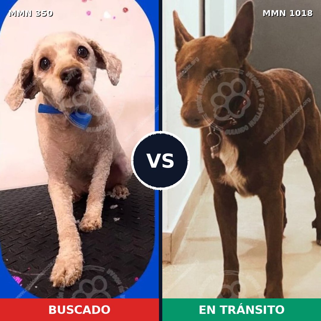 Comparativa MMS 16267: mascota perdida y mascota encontrada, 51% de similitud
