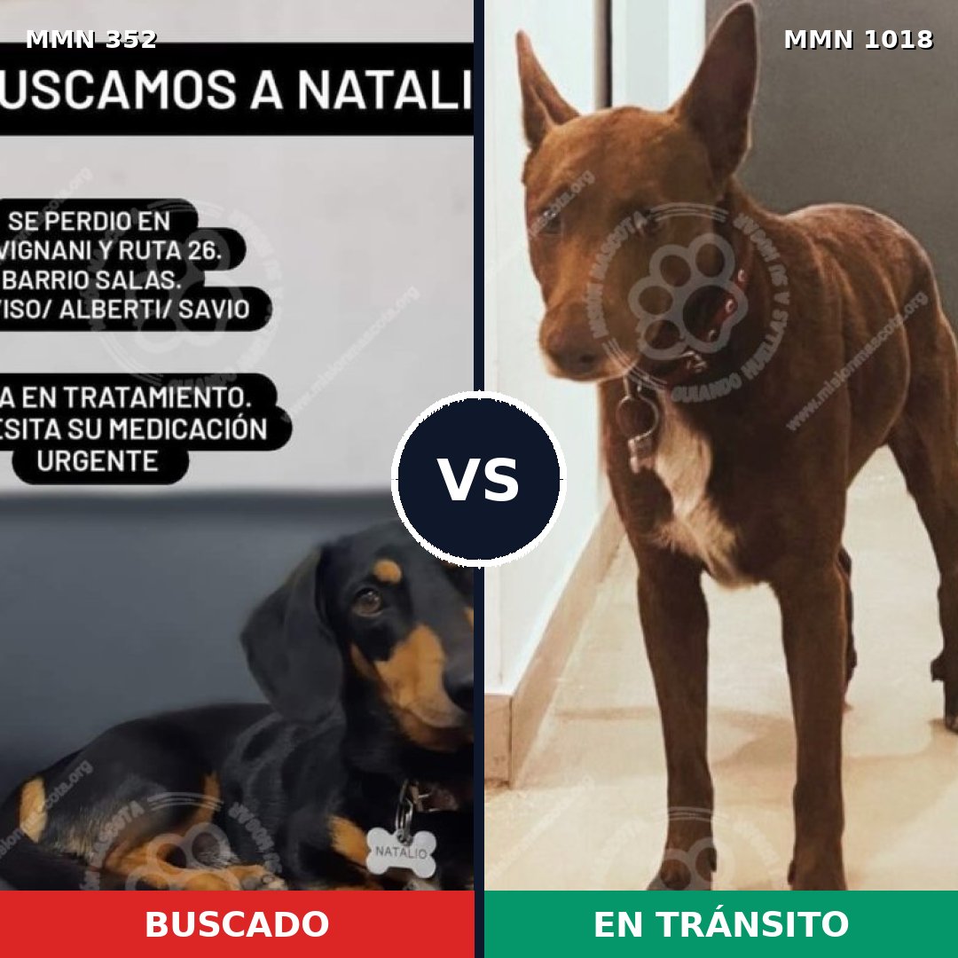 Comparativa MMS 16268: mascota perdida y mascota encontrada, 27% de similitud
