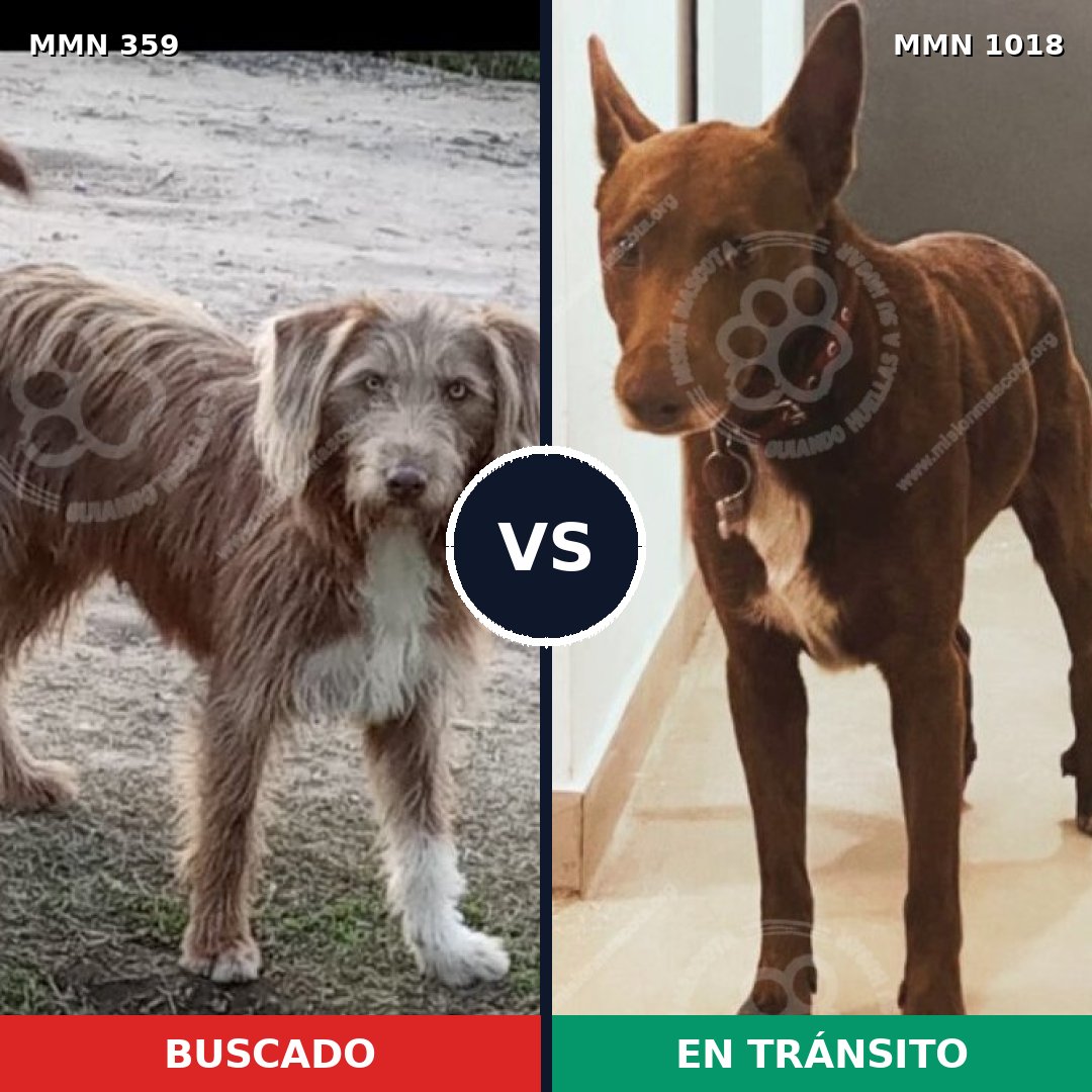 Comparativa MMS 16269: mascota perdida y mascota encontrada, 51% de similitud