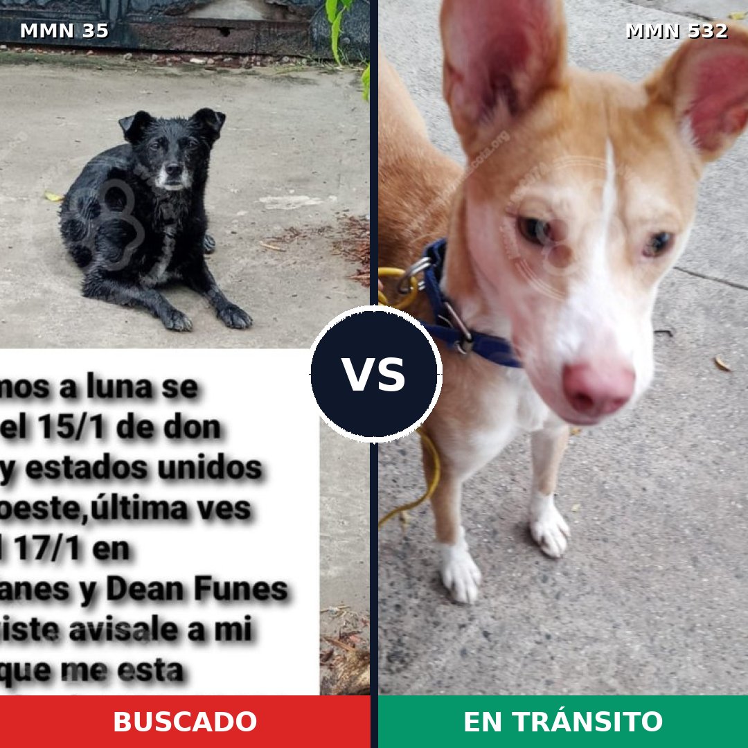 Comparativa MMS 1627: mascota perdida y mascota encontrada, 65% de similitud