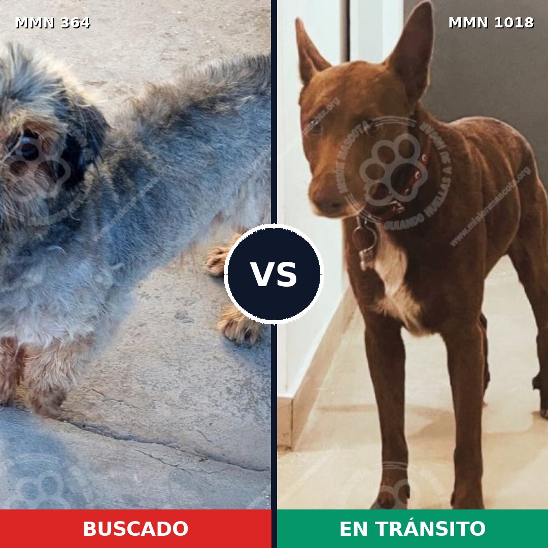 Comparativa MMS 16270: mascota perdida y mascota encontrada, 41% de similitud