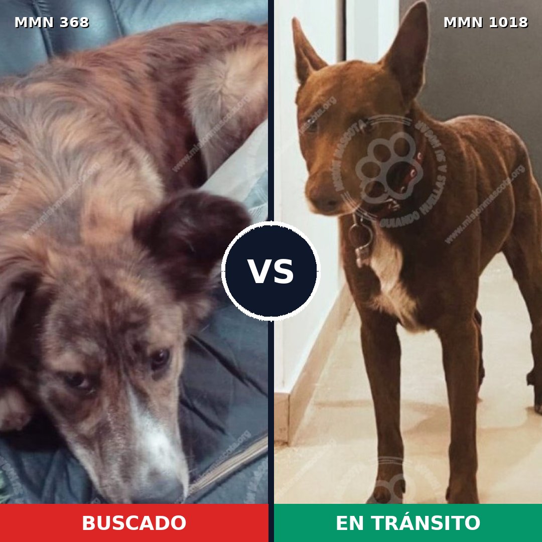 Comparativa MMS 16272: mascota perdida y mascota encontrada, 71% de similitud