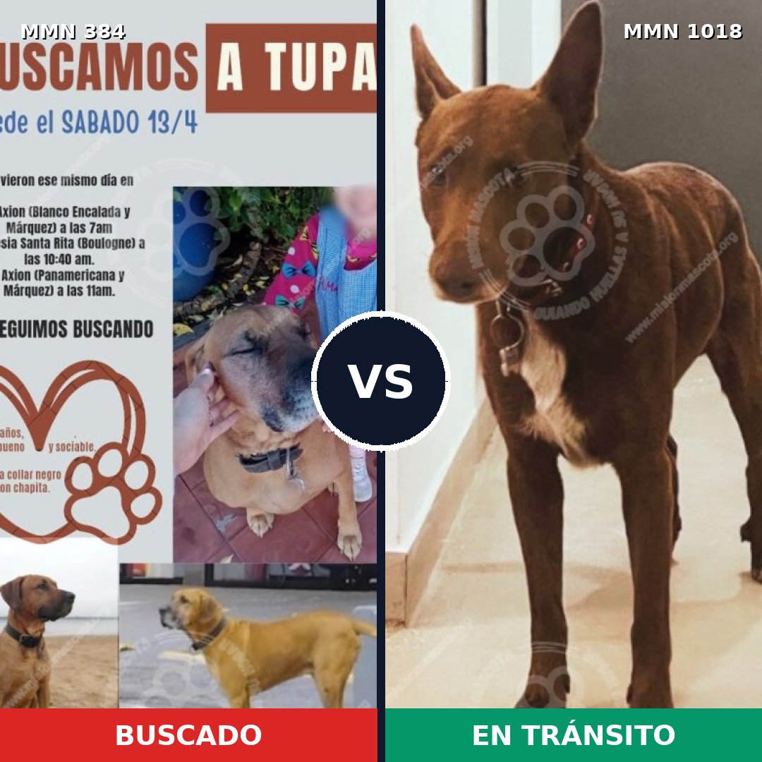 Comparativa MMS 16274: mascota perdida y mascota encontrada, 56% de similitud