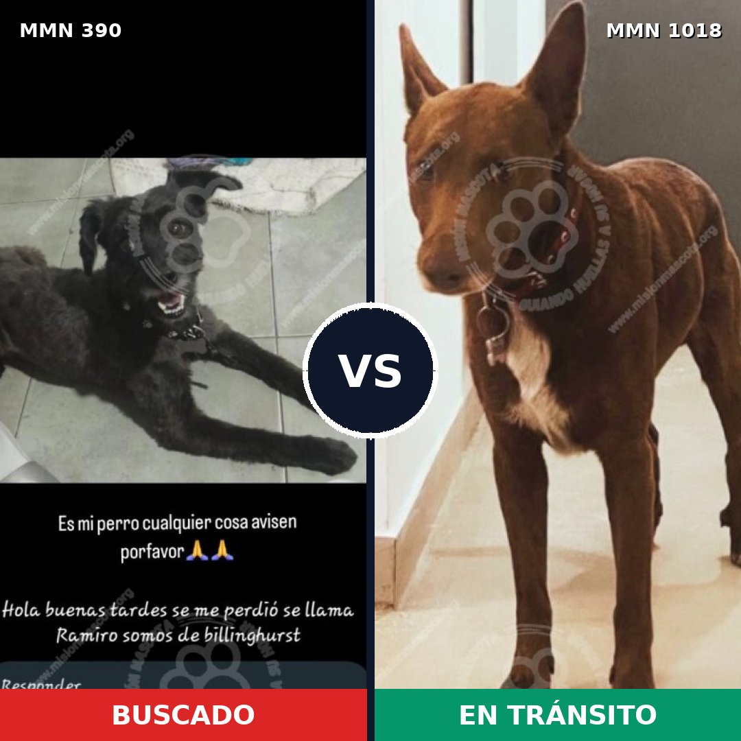 Comparativa MMS 16276: mascota perdida y mascota encontrada, 47% de similitud