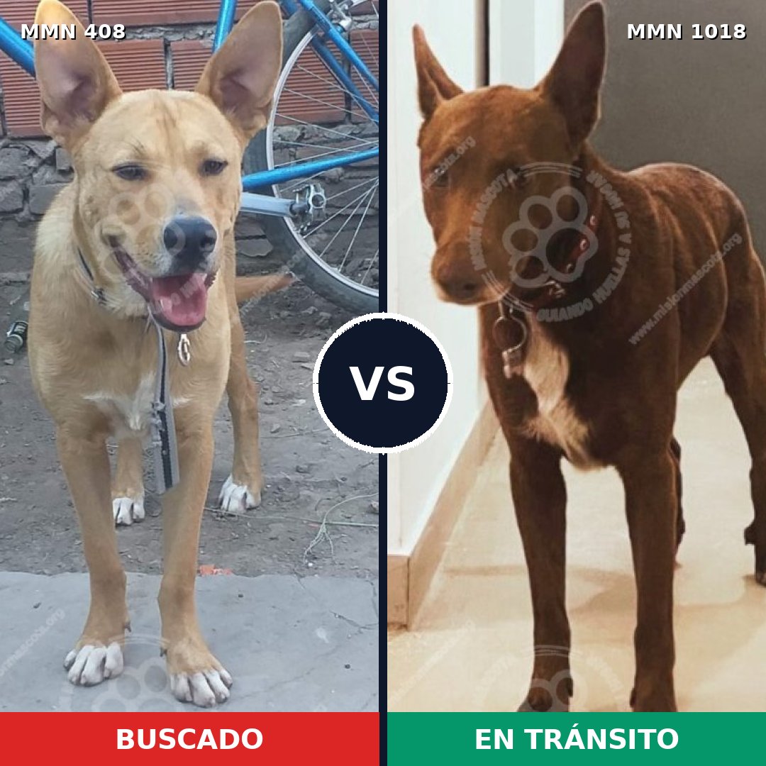 Comparativa MMS 16278: mascota perdida y mascota encontrada, 53% de similitud