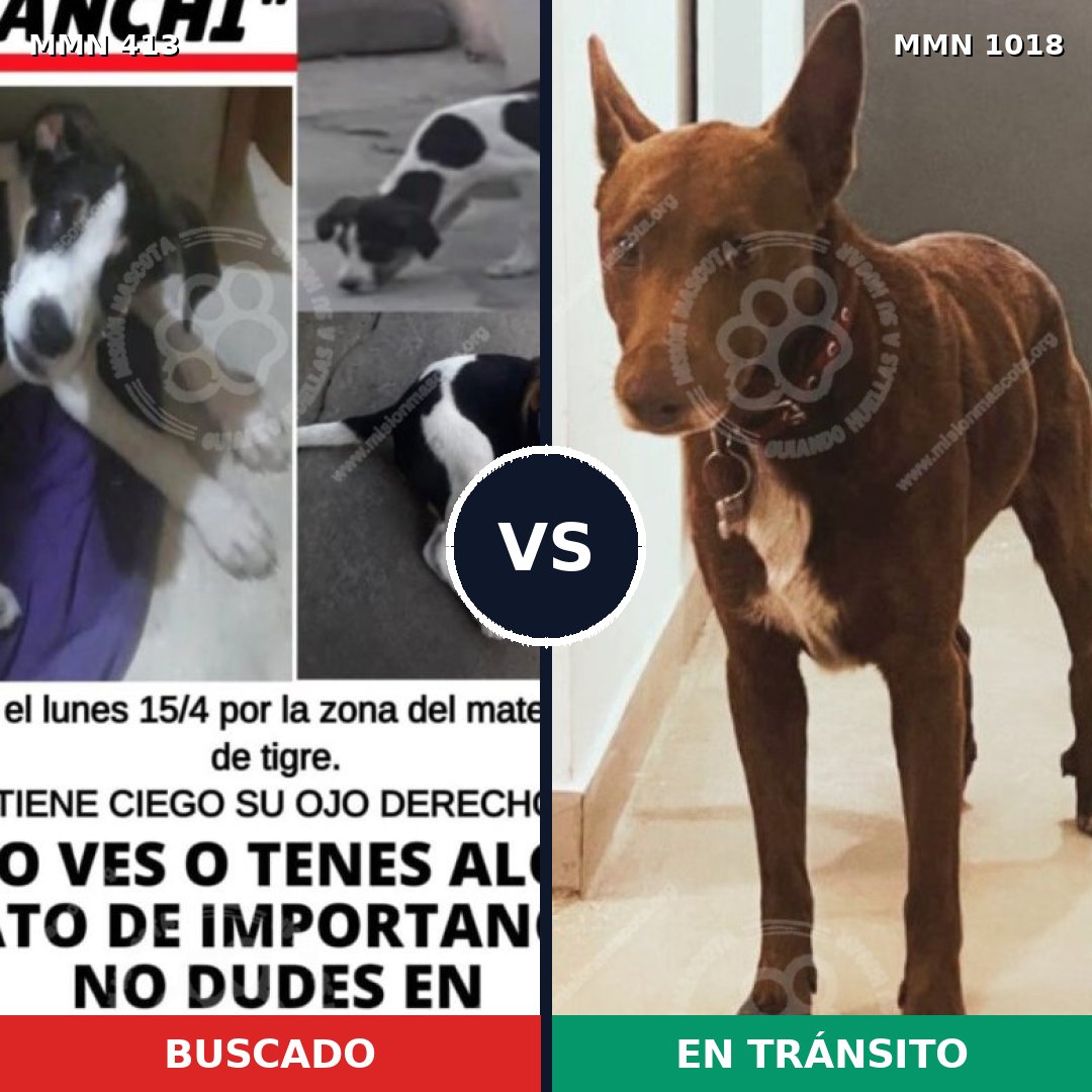 Comparativa MMS 16279: mascota perdida y mascota encontrada, 50% de similitud
