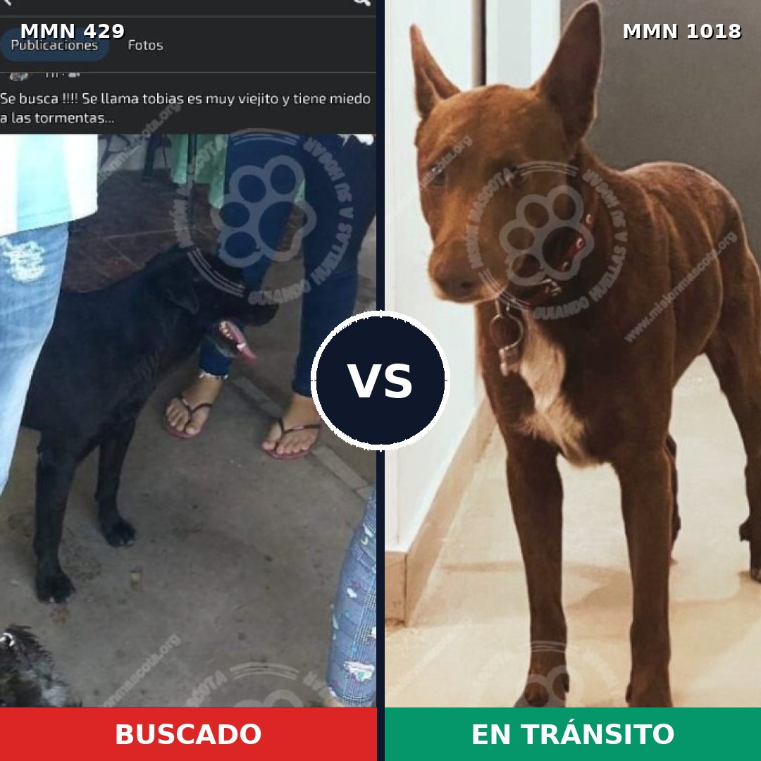 Comparativa MMS 16284: mascota perdida y mascota encontrada, 63% de similitud